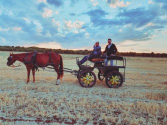 Cavallo che traina una carrozza in un campo