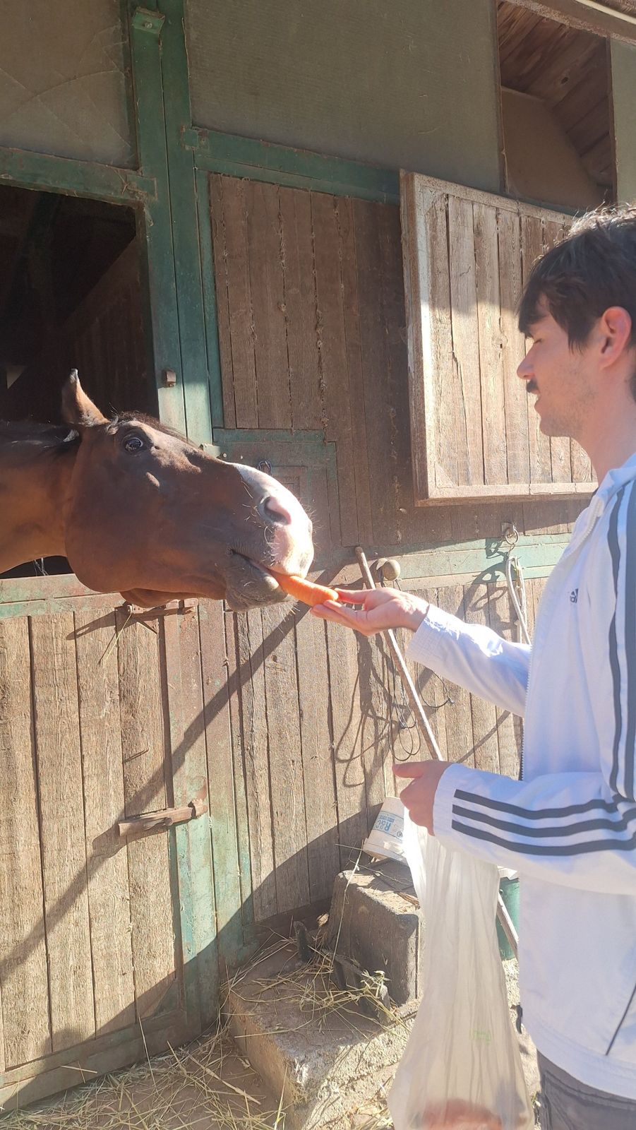 Un ragazzo offre una carota a un cavallo affacciato dal box