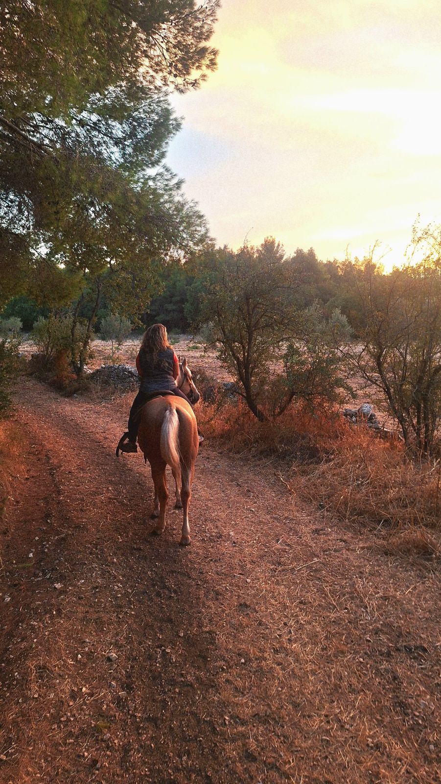Amazzone su cavallo palomino su un sentiero al tramonto